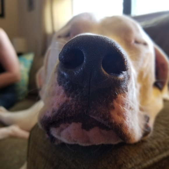 Meet your Posher, Richard - Picture 1 of 1